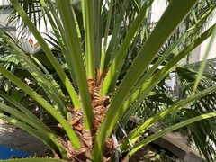 Livistona chinensis