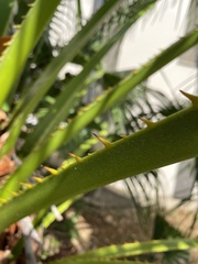 Livistona chinensis
