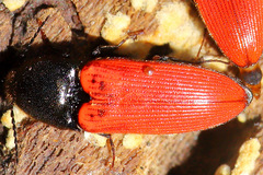 Ampedus cinnaberinus