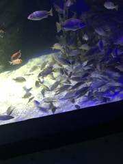 Lutjanus xanthopinnis