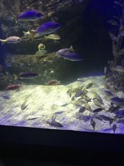 Lutjanus xanthopinnis