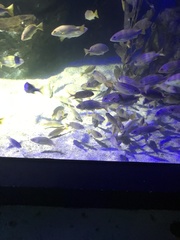 Lutjanus xanthopinnis