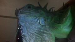 Iguana