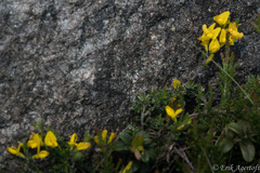 Genista pilosa