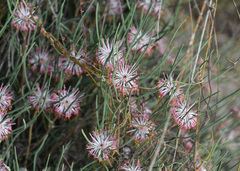 Isopogon scabriusculus