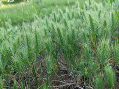 Hordeum geniculatum