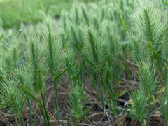 Hordeum geniculatum