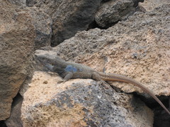 Gallotia galloti galloti