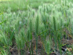 Hordeum geniculatum