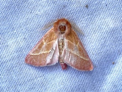 Hyparpax venus