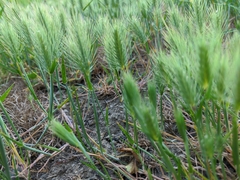 Hordeum geniculatum