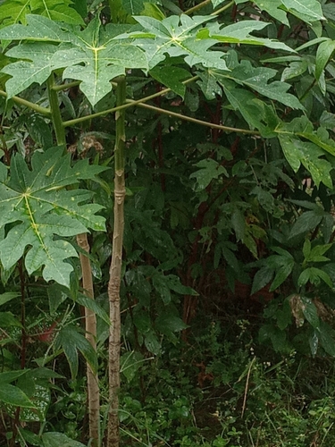 Papaya