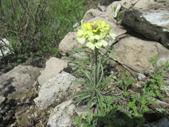 Erysimum flavum