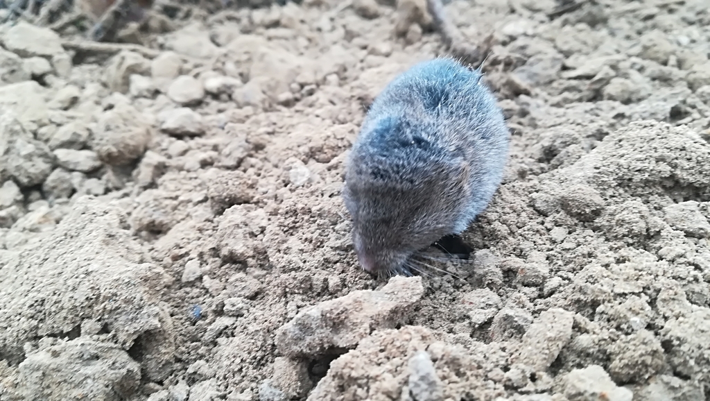 Savi's Pine Vole