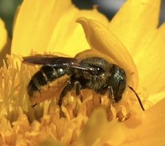 Osmia coloradensis