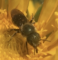 Osmia coloradensis