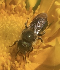 Osmia coloradensis