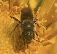 Osmia coloradensis