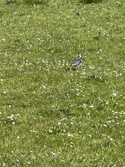 Vanellus vanellus