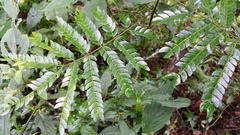 Albizia gummifera