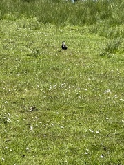 Vanellus vanellus