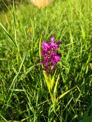Anacamptis palustris elegans
