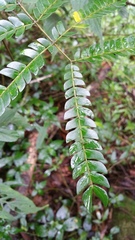 Albizia gummifera