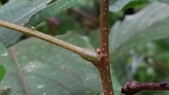 Albizia gummifera
