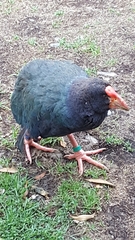 Porphyrio hochstetteri