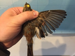 Emberiza citrinella caliginosa