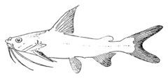 Berney's Catfish photo 5