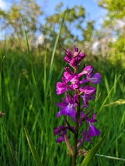 Anacamptis palustris elegans
