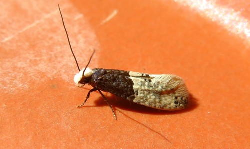 Trichophaga tapetzella