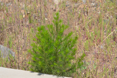 Artemisia capillaris