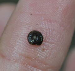 Bathyomphalus contortus