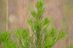 Artemisia capillaris
