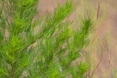 Artemisia capillaris