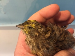 Emberiza citrinella caliginosa
