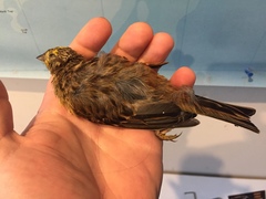 Emberiza citrinella caliginosa