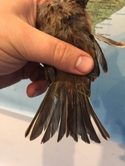 Emberiza citrinella caliginosa