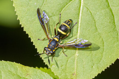 Sphiximorpha willistoni