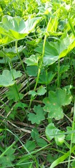 Alchemilla longipes