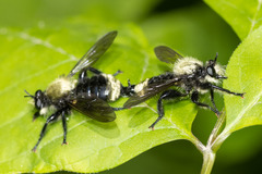Laphria divisor