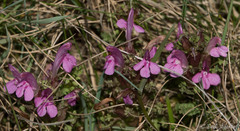 Pedicularis sylvatica