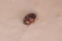 Nephus quadrimaculatus