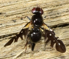 Oxyaciura tibialis