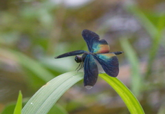 Rhyothemis plutonia