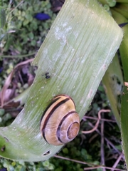 Cepaea nemoralis