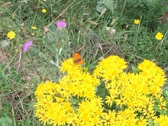 Lycaena edna