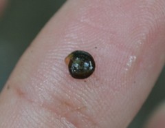 Bathyomphalus contortus